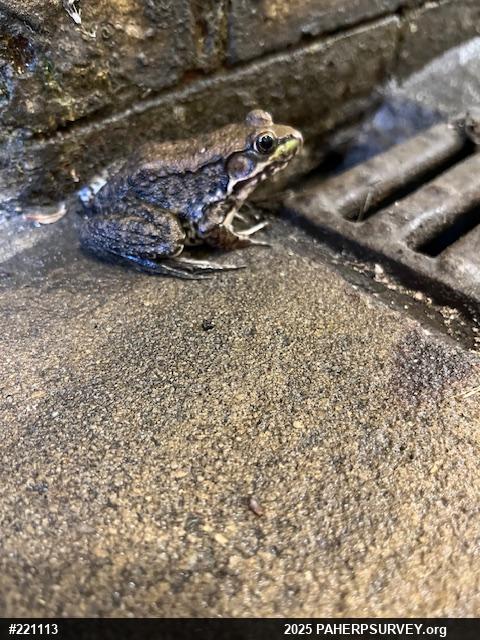 Green Frog