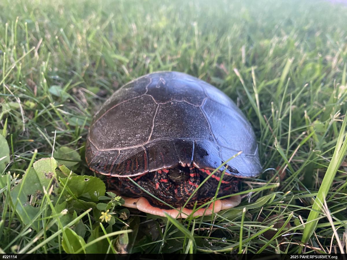 Midland Painted Turtle