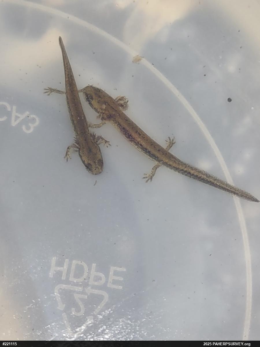 Eastern Long-tailed Salamander
