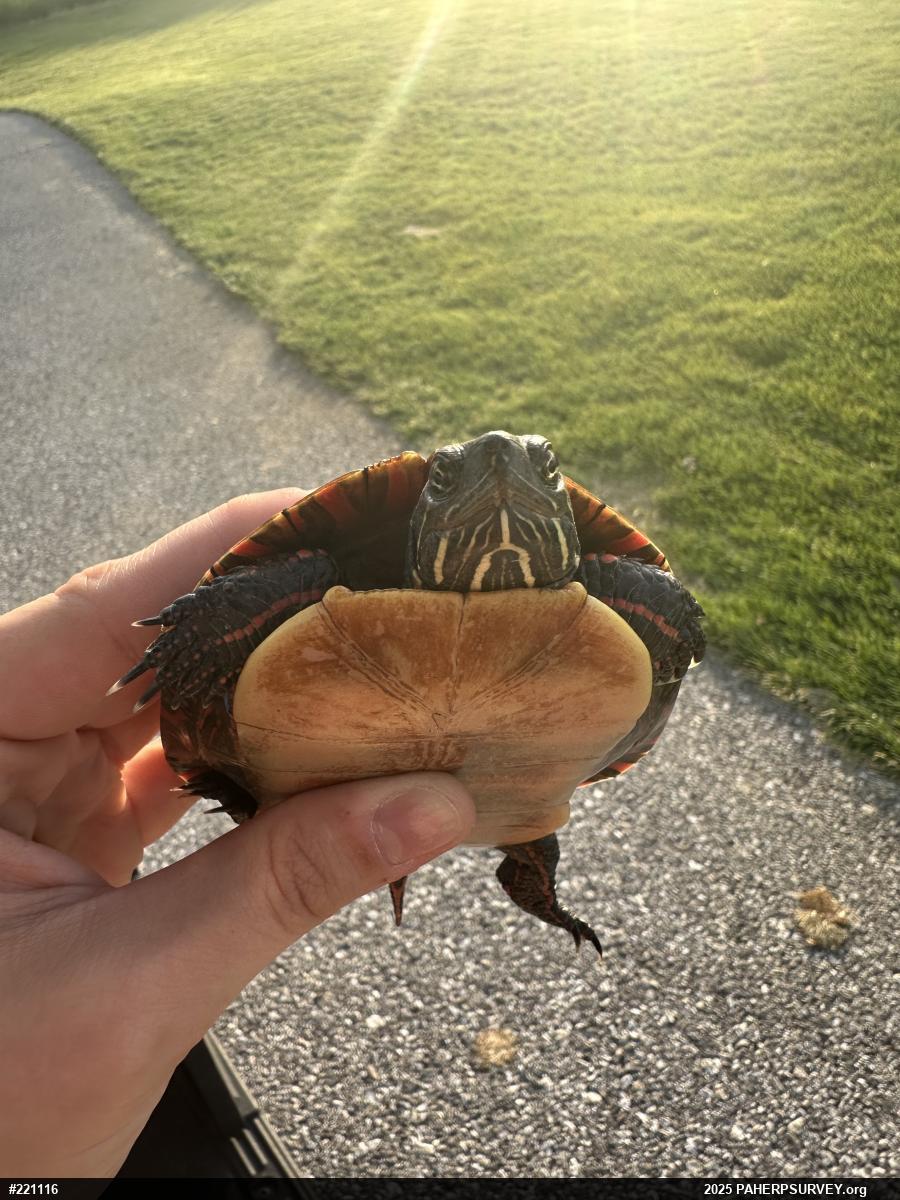 Eastern Painted Turtle