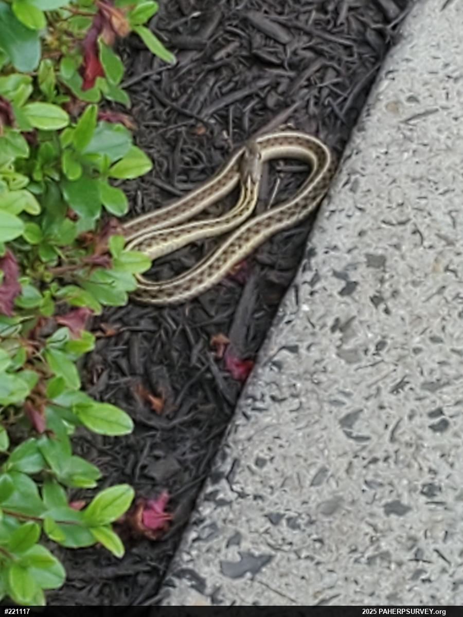 Eastern Gartersnake
