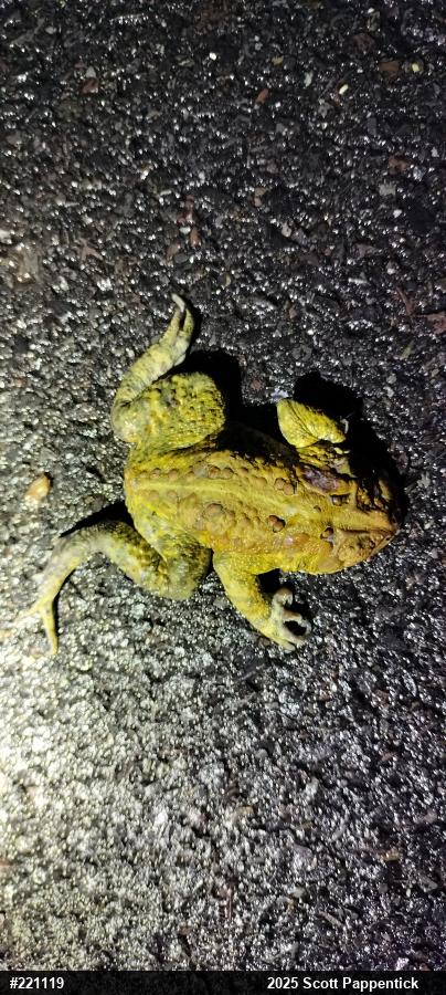 Eastern American Toad