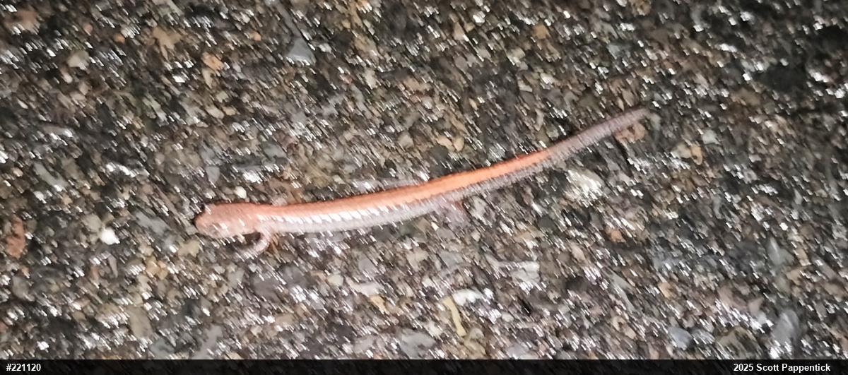 Eastern Red-backed  Salamander