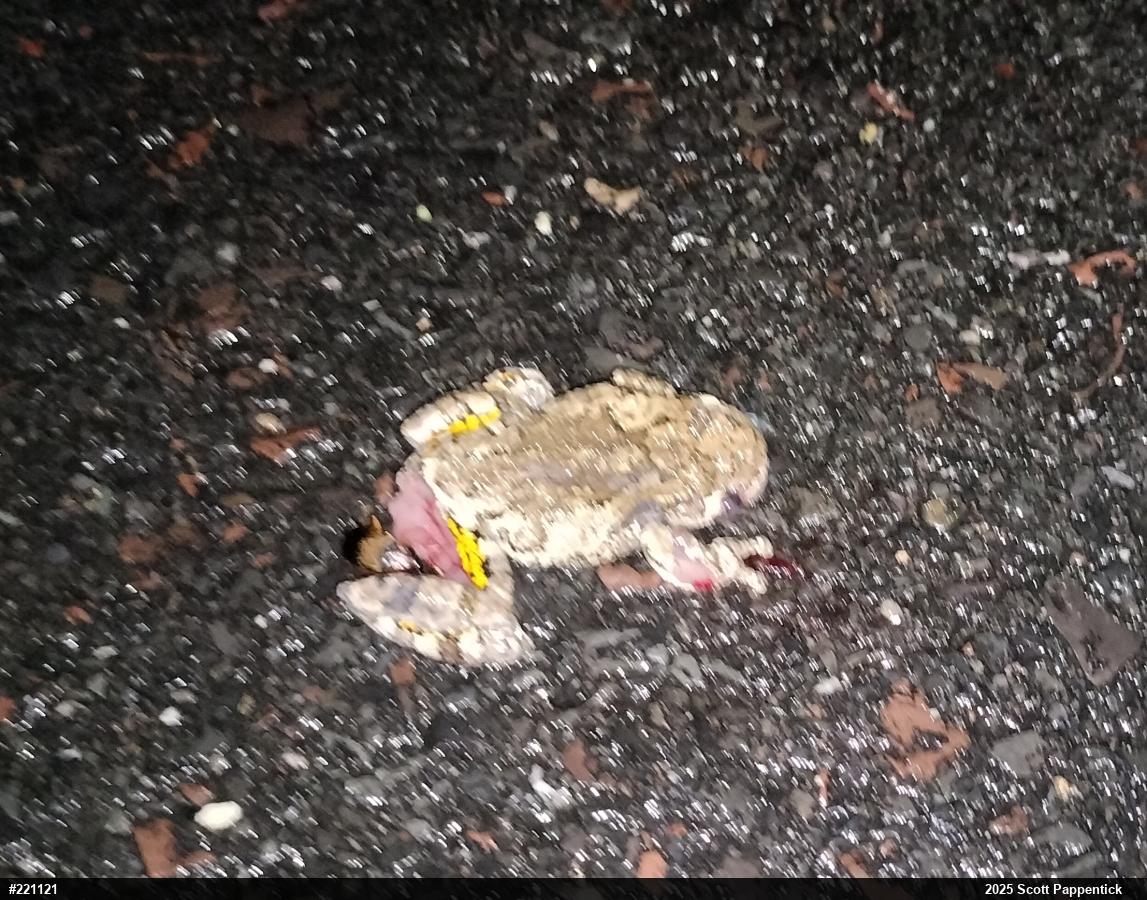 Unknown Gray Treefrog