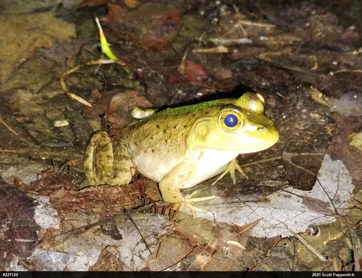 American Bullfrog