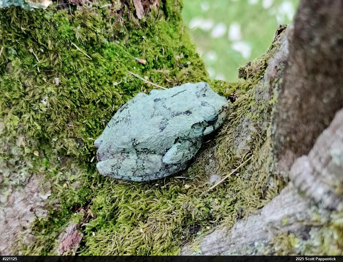 Unknown Gray Treefrog