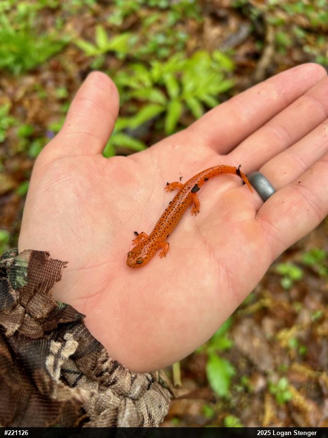 Northern Red Salamander