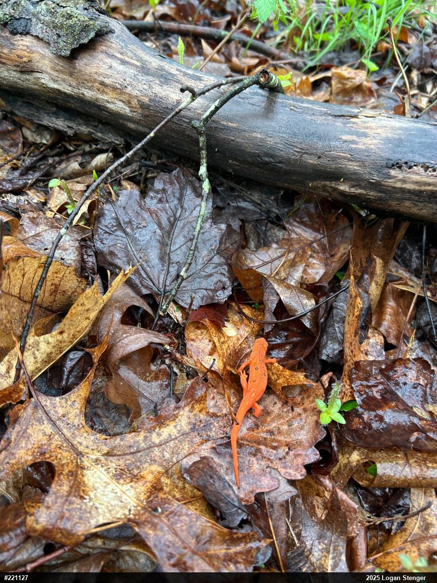 Red-spotted Newt