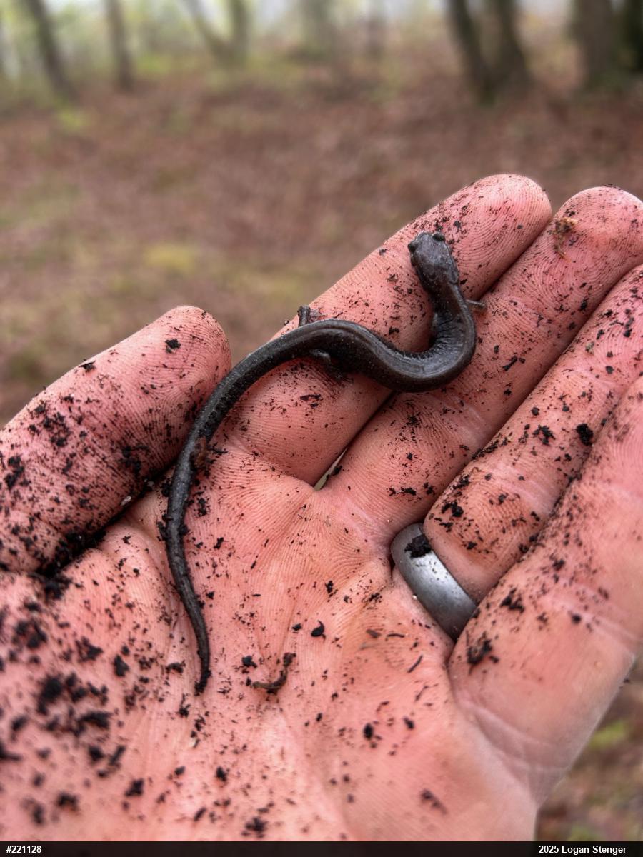 Valley And Ridge Salamander