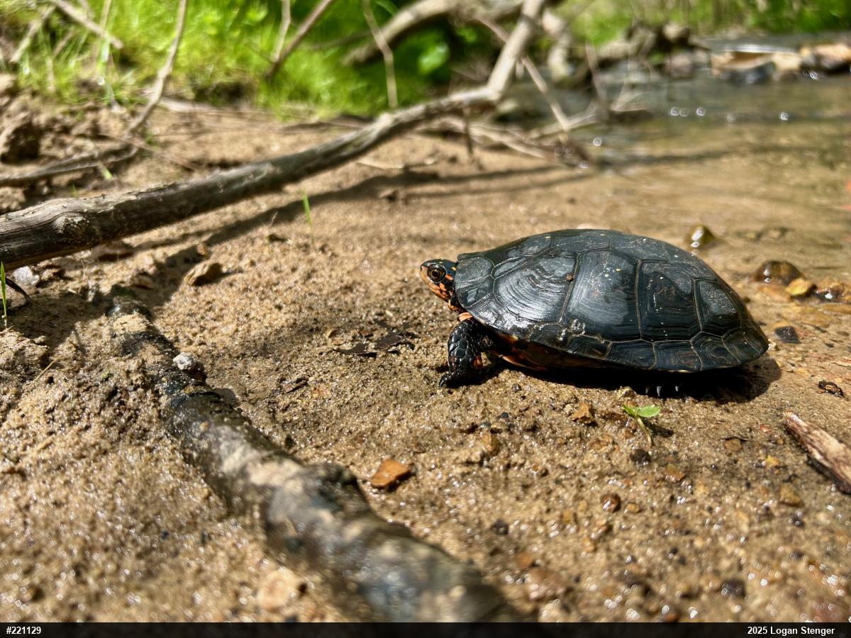 Spotted Turtle