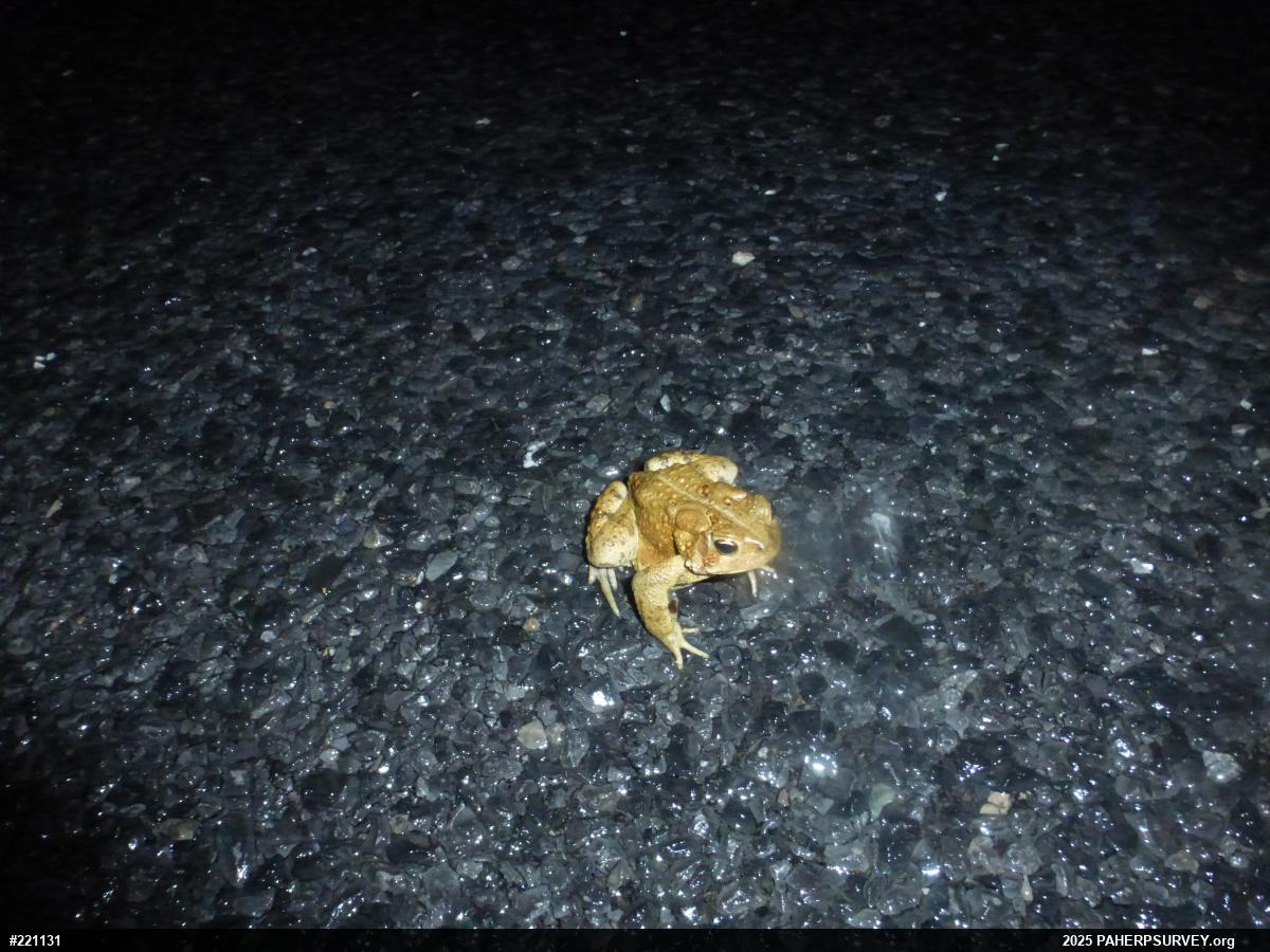 Eastern American Toad