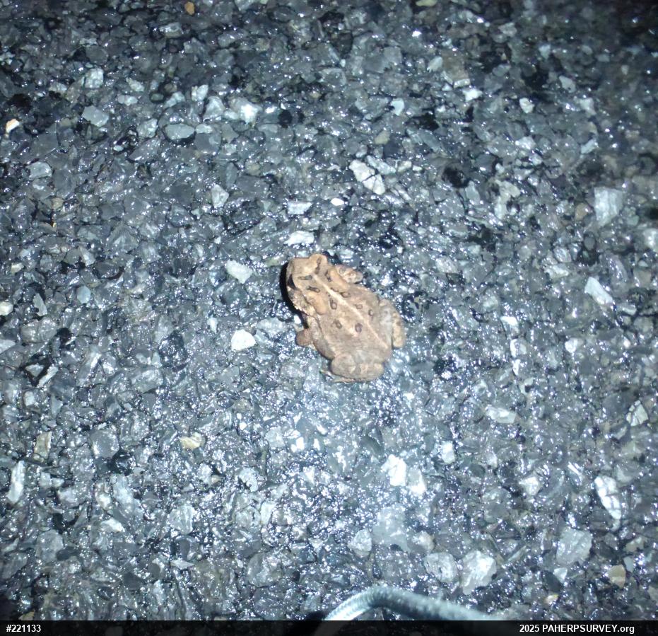Eastern American Toad