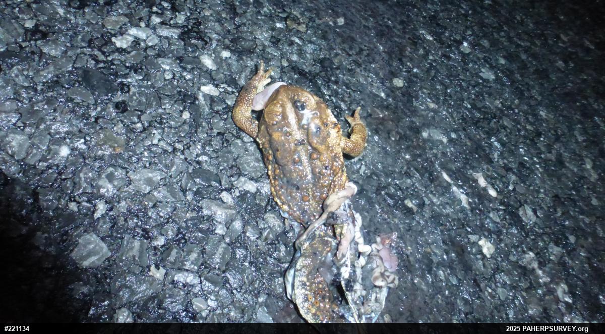 Eastern American Toad