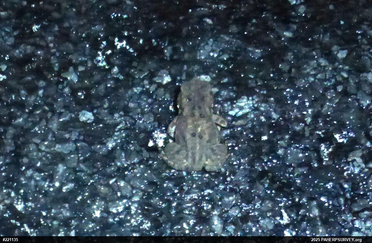 Eastern American Toad