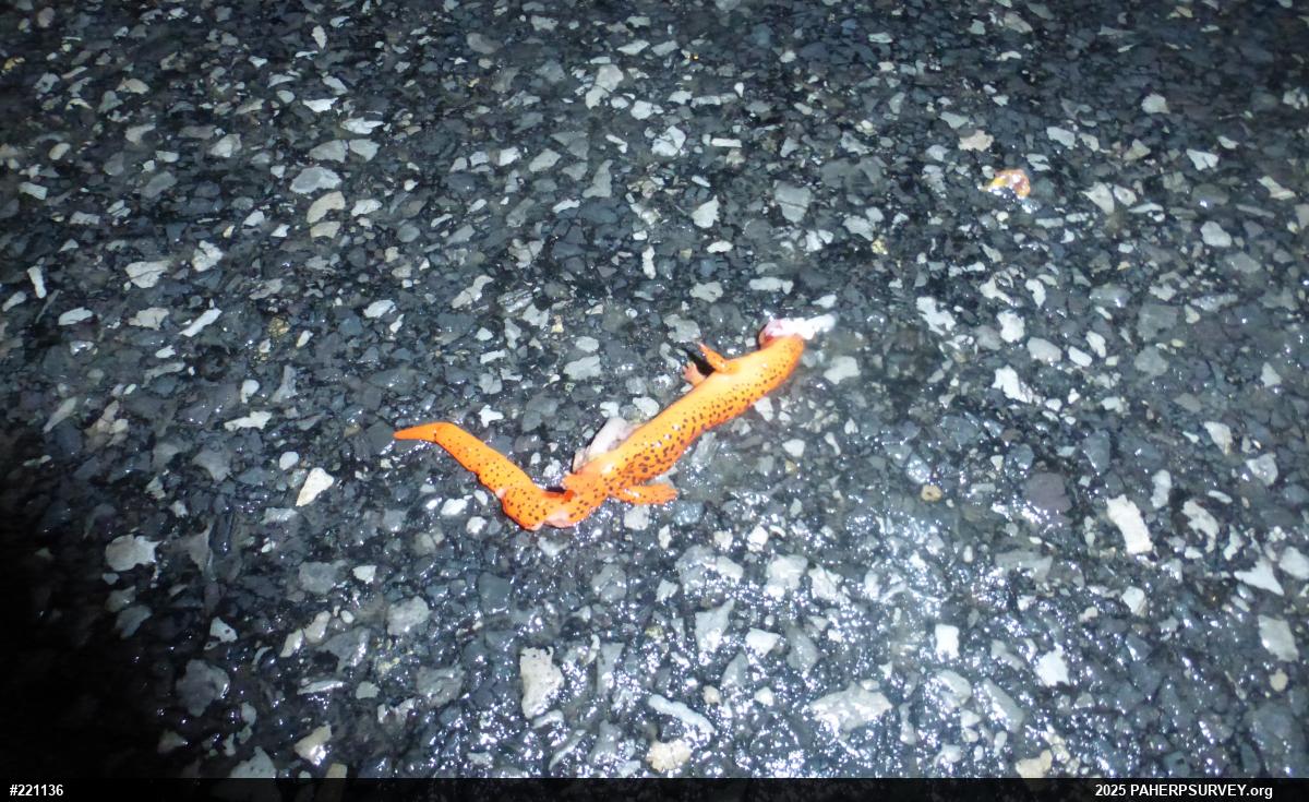 Northern Red Salamander
