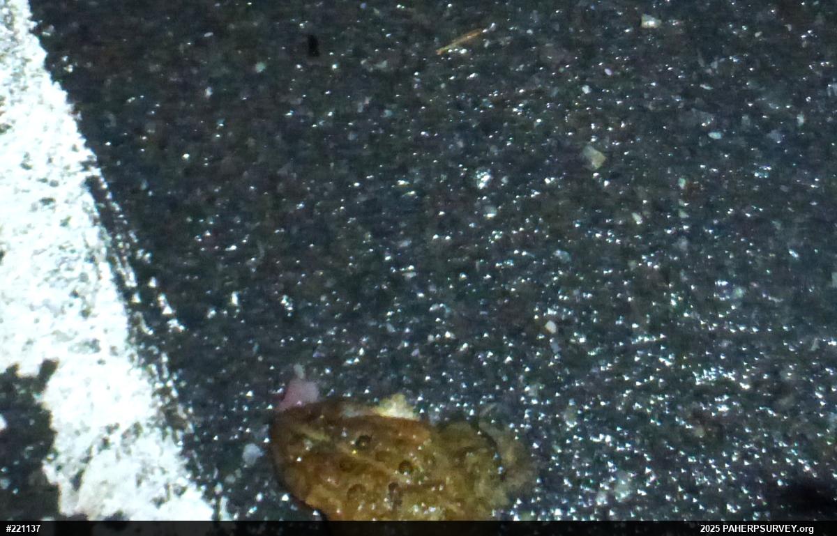 Eastern American Toad