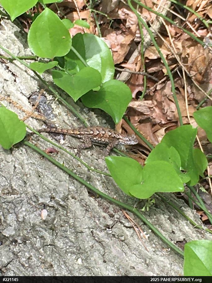 Eastern Fence Lizard