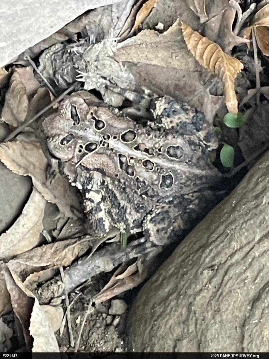 Eastern American Toad
