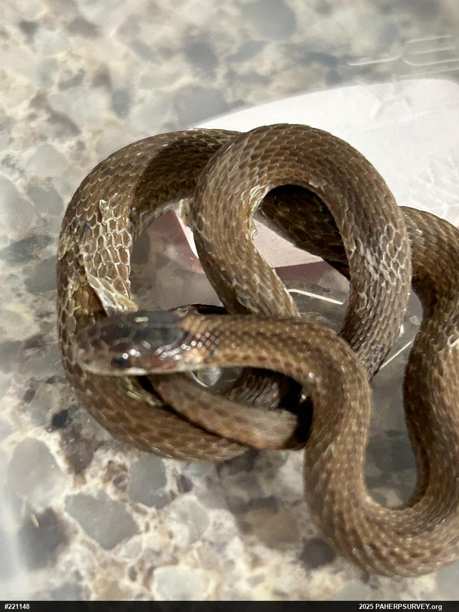 Red-bellied Snake