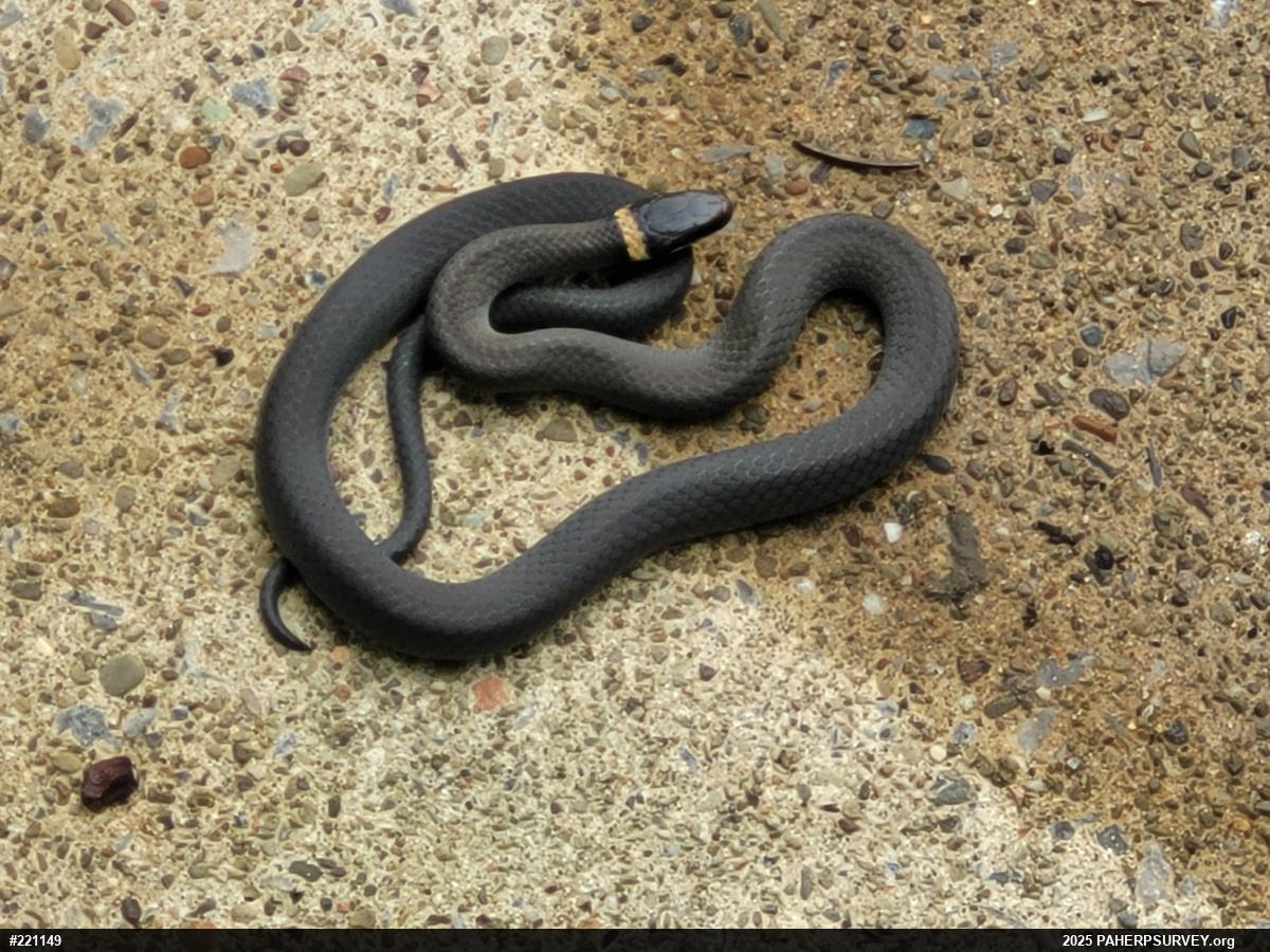 Northern Ring-necked Snake