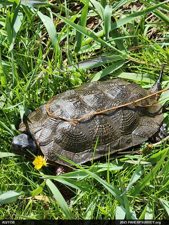 Wood Turtle
