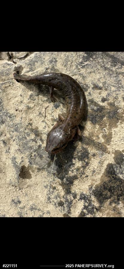 Common Mudpuppy