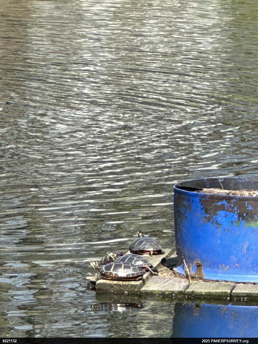 Painted Turtle