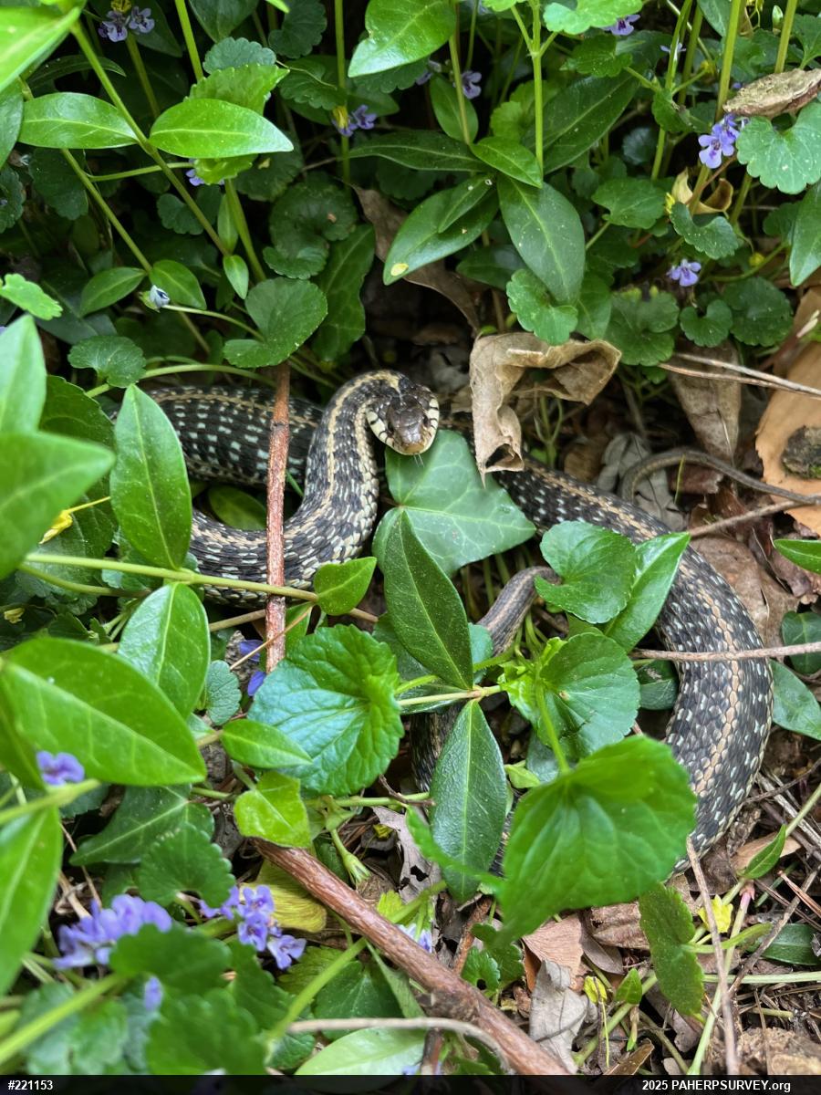 Eastern Gartersnake