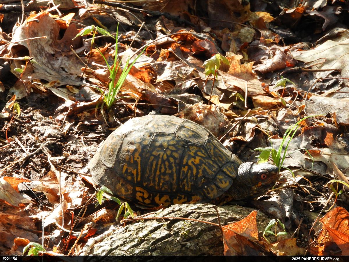 Eastern Box Turtle