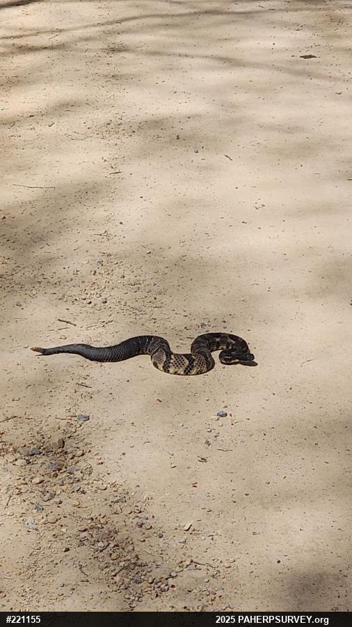 Timber Rattlesnake