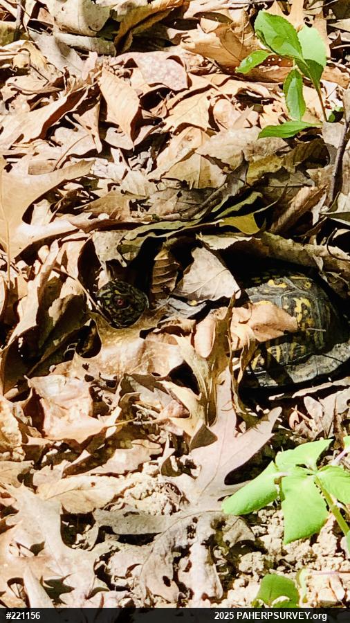 Eastern Box Turtle