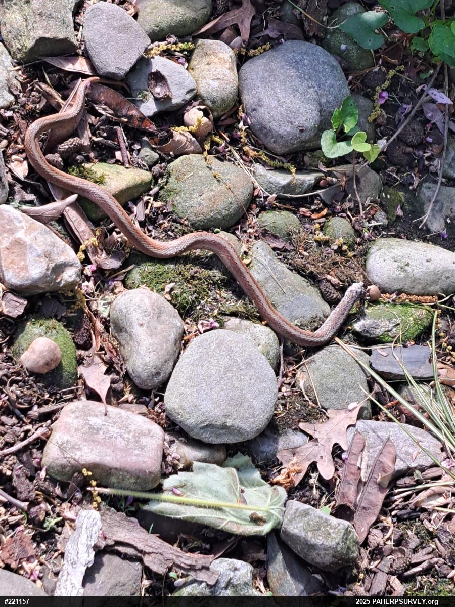 Dekay's Brownsnake