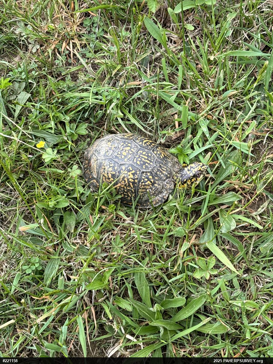 Eastern Box Turtle