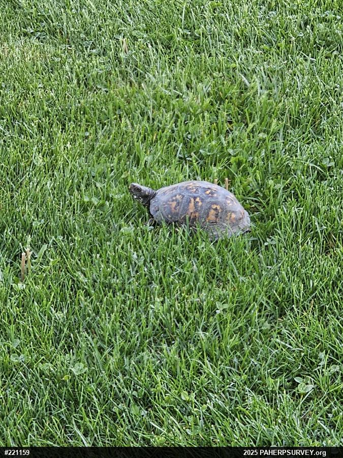 Eastern Box Turtle