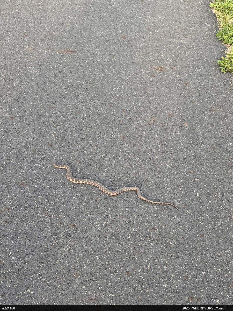 Northern Watersnake