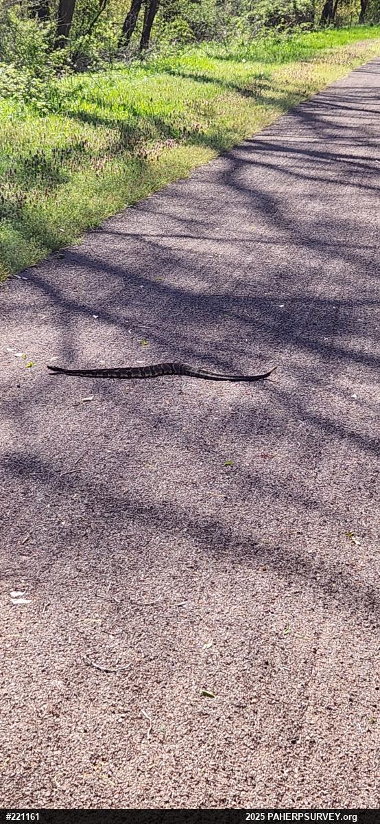 Timber Rattlesnake