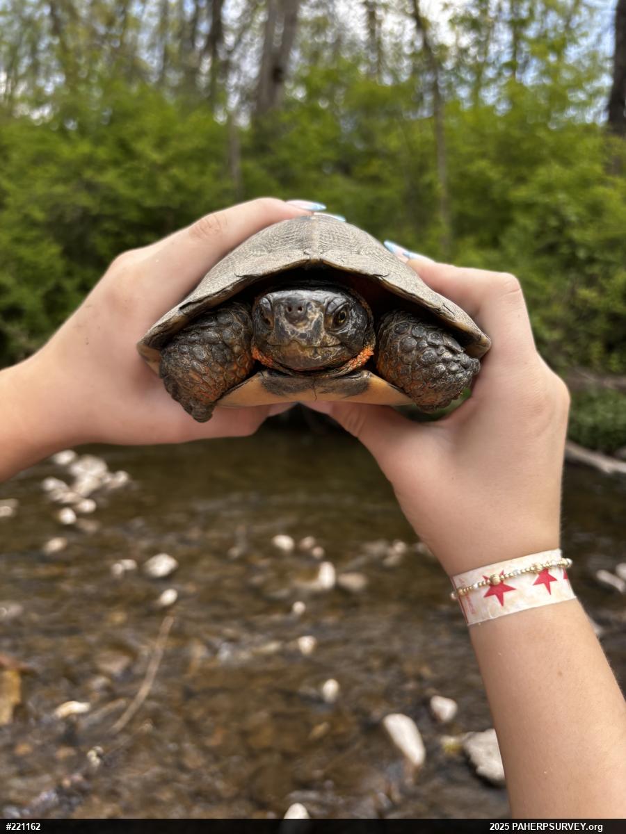 Wood Turtle