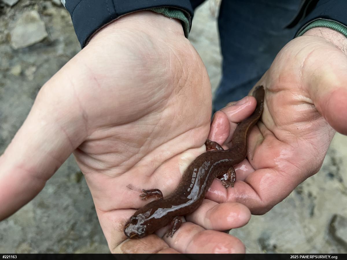 Northern Spring Salamander