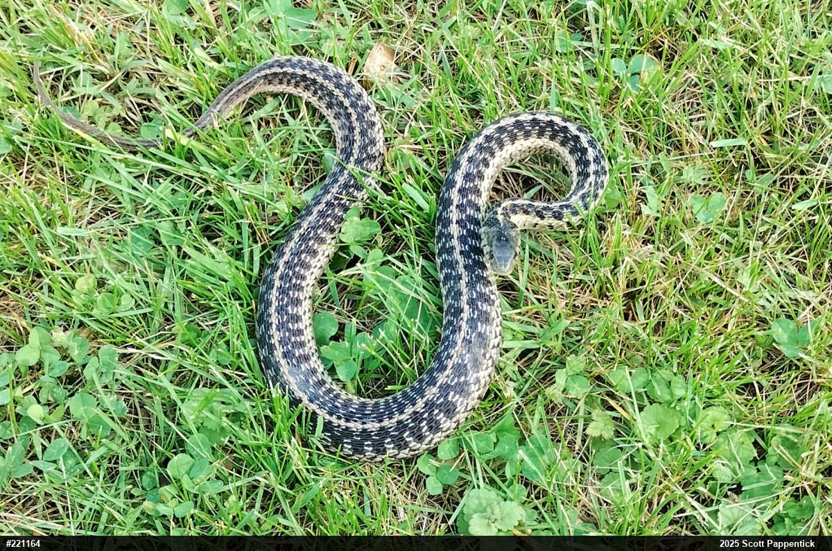 Eastern Gartersnake