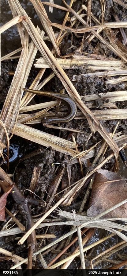 Northern Two-lined Salamander