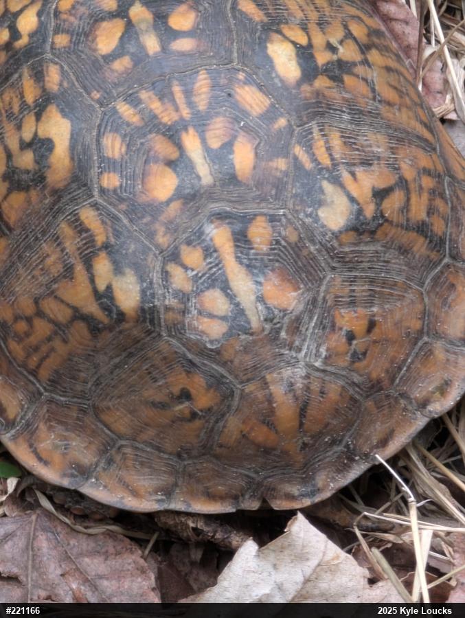 Eastern Box Turtle