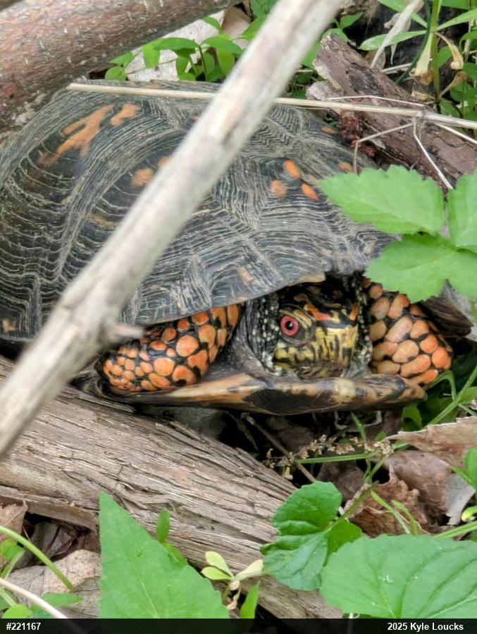 Eastern Box Turtle