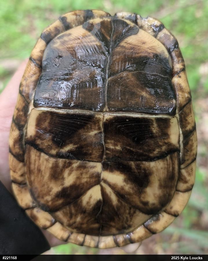 Eastern Box Turtle