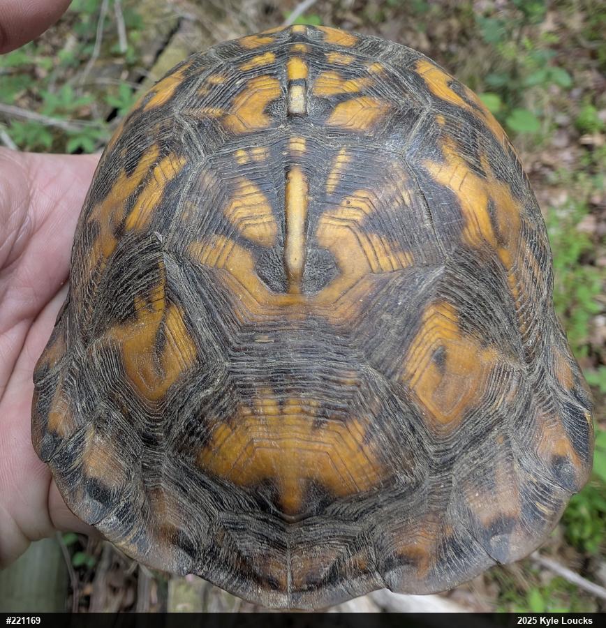 Eastern Box Turtle