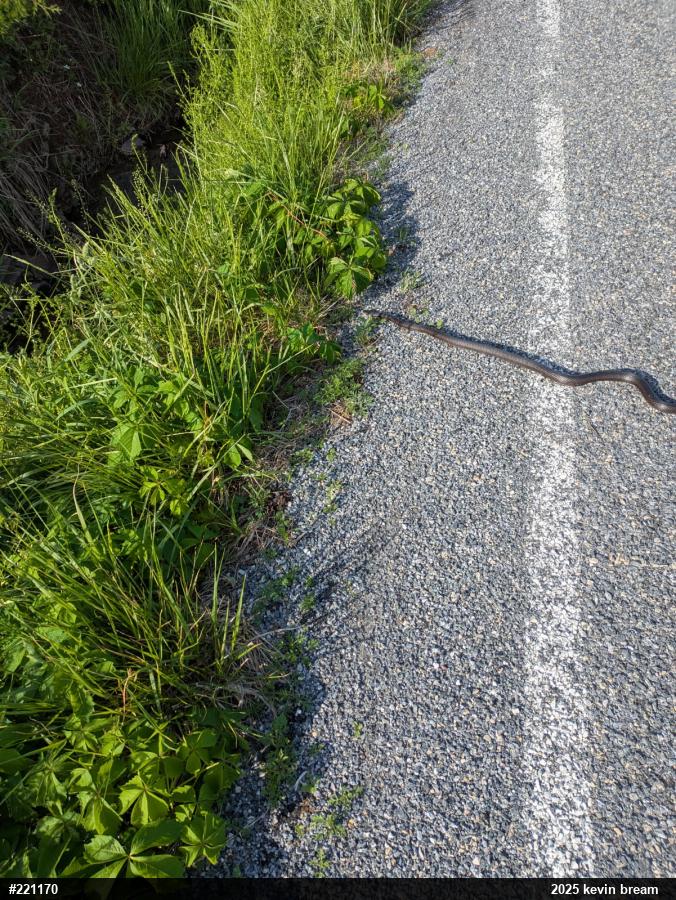 Eastern Ratsnake