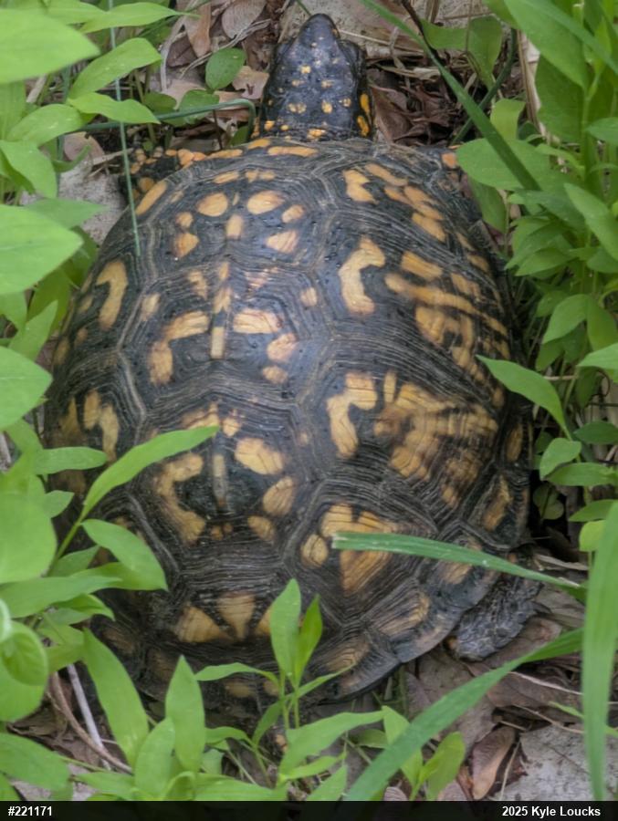 Eastern Box Turtle