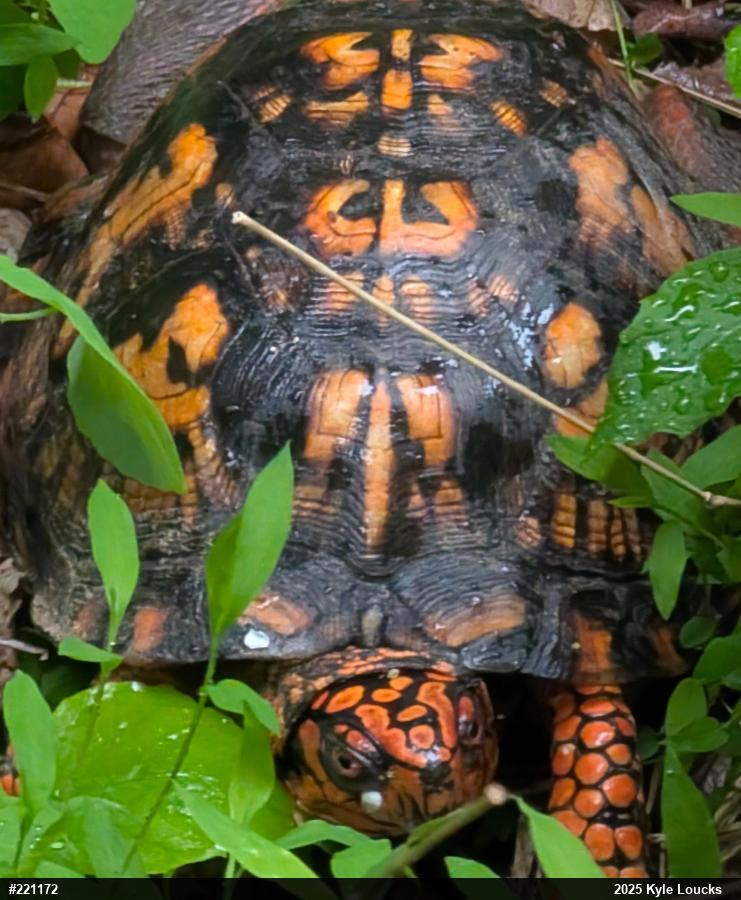 Eastern Box Turtle