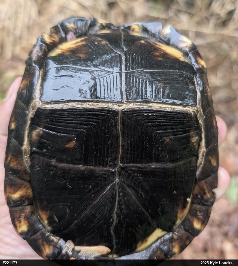Eastern Box Turtle