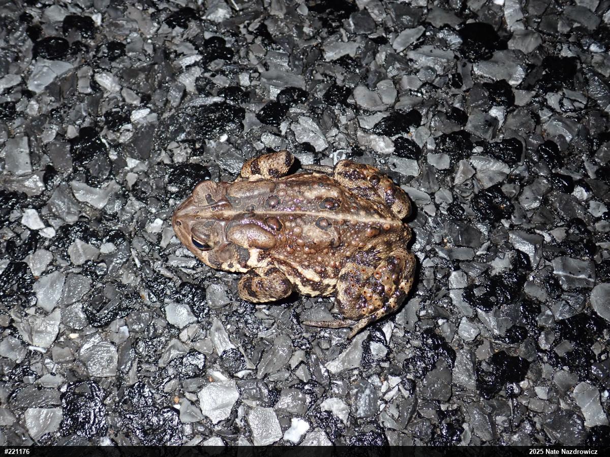 Eastern American Toad