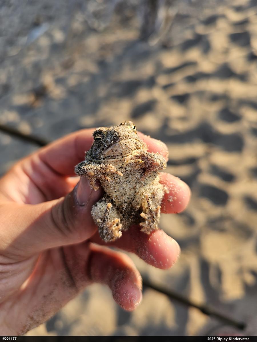 Fowler's Toad